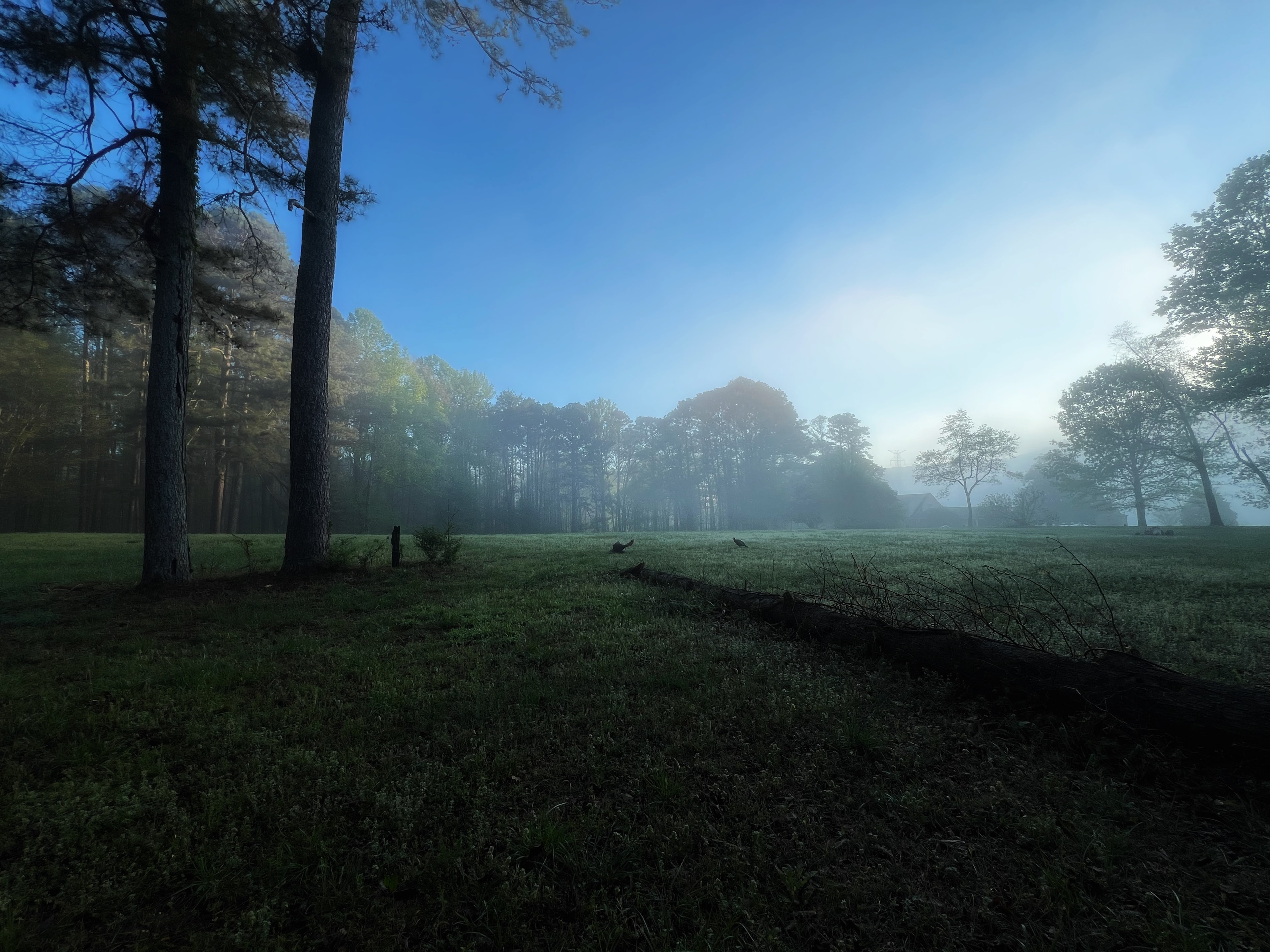 Misty morning at Dug Hill campsite